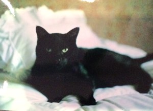 Me Meow in his natural habitat, someone's bed.