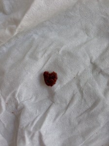 heart-shaped kibble crumb